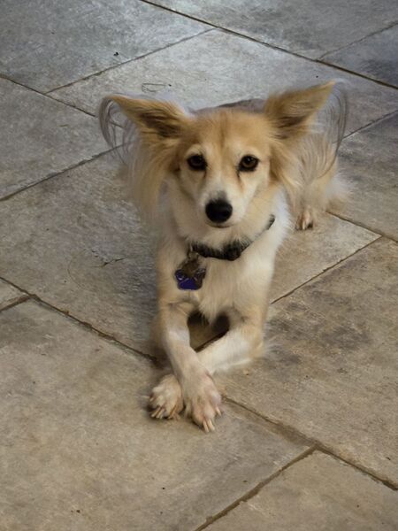 Entry image for Jack. Clicking this image will show a larger photo