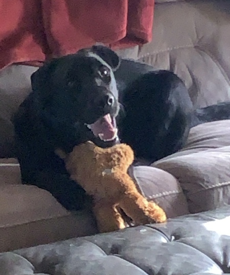 Entry image for Maverick. Clicking this image will show a larger photo