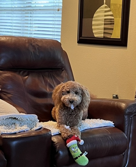 Entry image for Coco. Clicking this image will show a larger photo