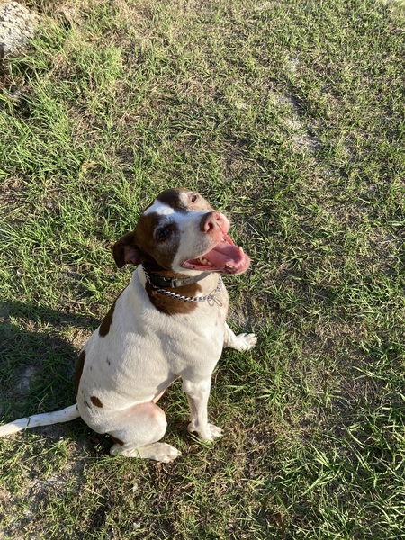 Entry image for Quail. Clicking this image will show a larger photo