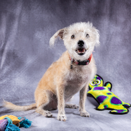 Entry image for Lucy. Clicking this image will show a larger photo