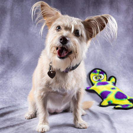 Entry image for Chaney. Clicking this image will show a larger photo