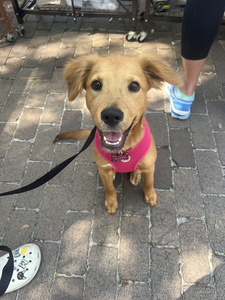 Entry image for Penny Lane. Clicking this image will show a larger photo