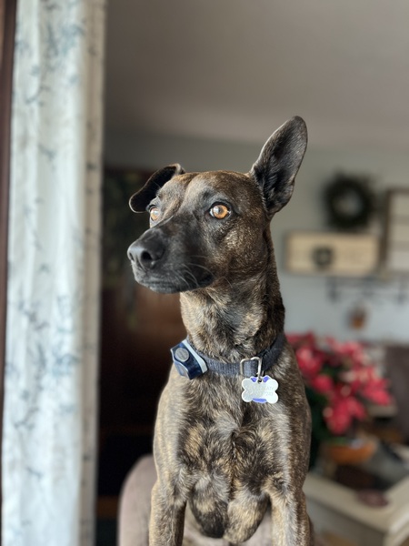 Entry image for Ollie. Clicking this image will show a larger photo