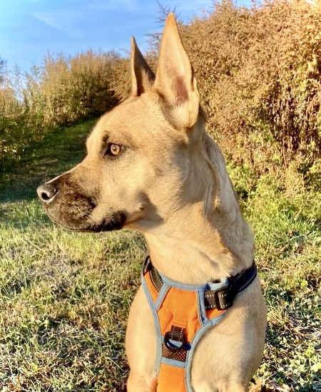 Entry image for Bindi. Clicking this image will show a larger photo