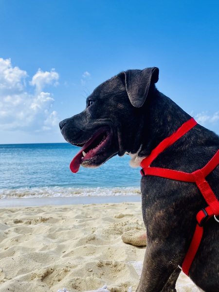 Entry image for Spruce. Clicking this image will show a larger photo