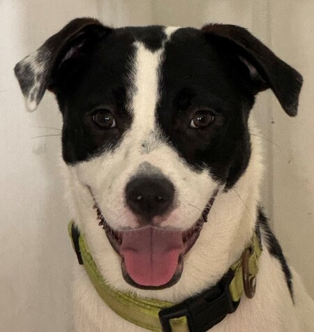 Entry image for Bandit. Clicking this image will show a larger photo