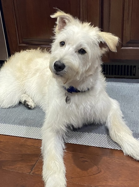 Entry image for Henry. Clicking this image will show a larger photo