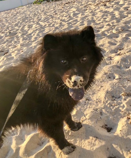 Entry image for Charlie. Clicking this image will show a larger photo