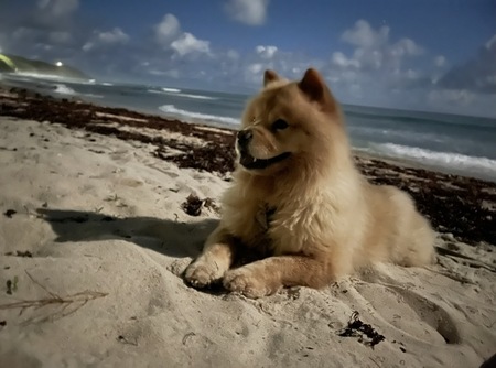 Entry image for Marley. Clicking this image will show a larger photo