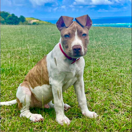 Entry image for Charlie. Clicking this image will show a larger photo