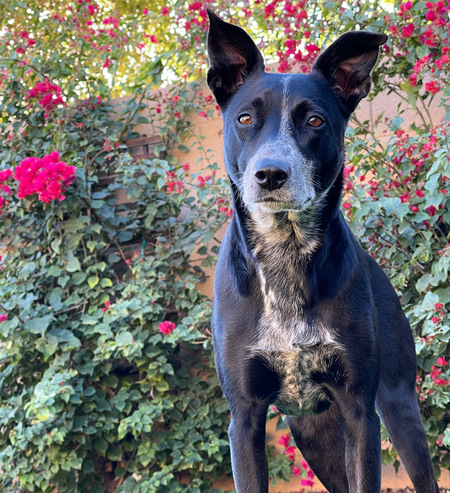 Entry image for Kona. Clicking this image will show a larger photo