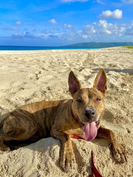 Entry image for Patty YoYo. Clicking this image will show a larger photo