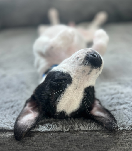 Entry image for Maggie Mae. Clicking this image will show a larger photo