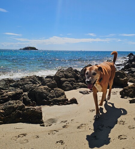 Entry image for Buckley. Clicking this image will show a larger photo