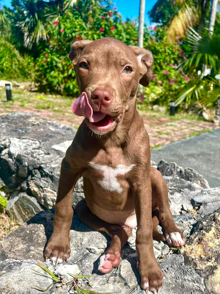 Entry image for Harley. Clicking this image will show a larger photo