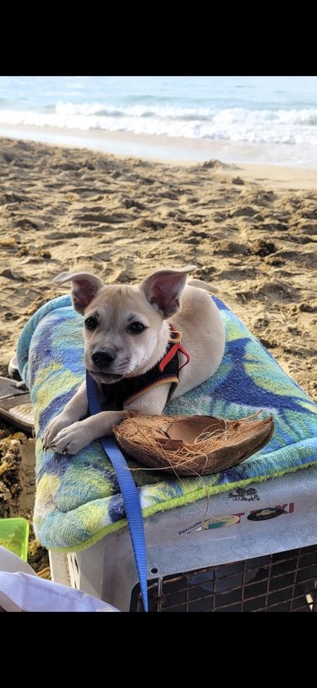 Entry image for Pecan Sandy. Clicking this image will show a larger photo