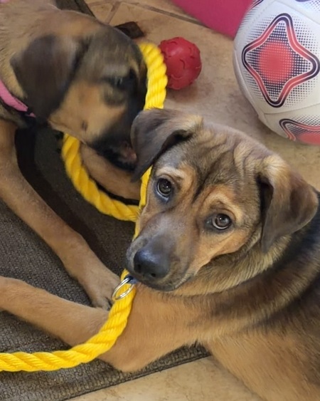 Entry image for Gus. Clicking this image will show a larger photo