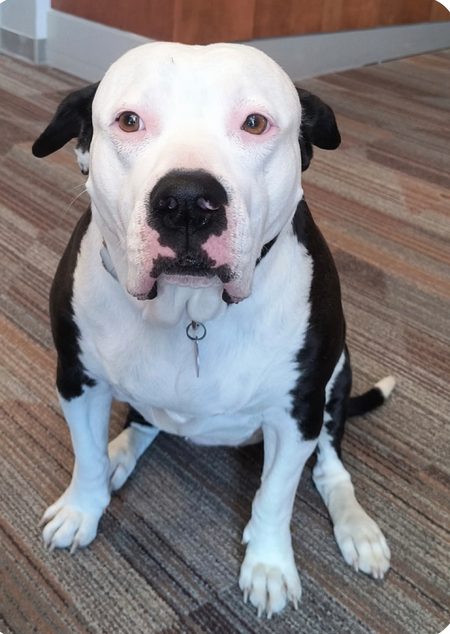 Entry image for Goober. Clicking this image will show a larger photo