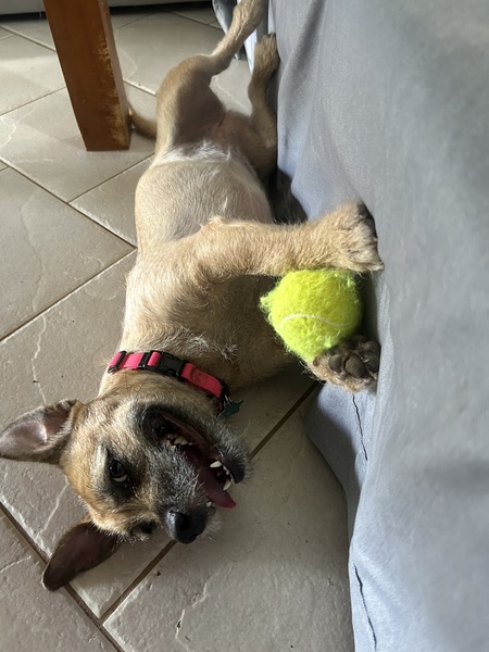 Entry image for Tally Tini. Clicking this image will show a larger photo