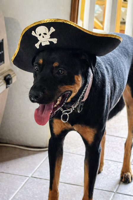 Entry image for Frankie. Clicking this image will show a larger photo