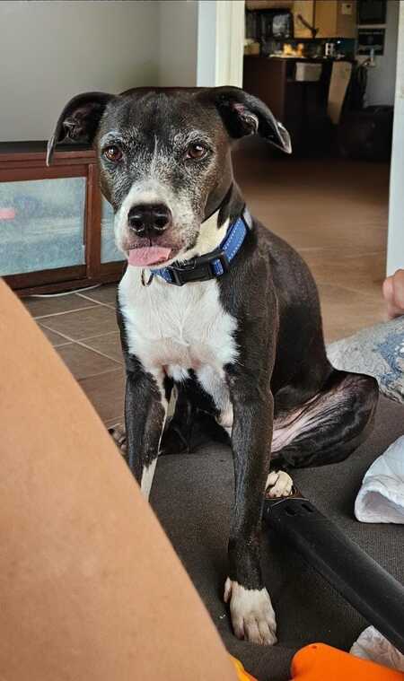 Entry image for Chili 🌶️ pupper. Clicking this image will show a larger photo