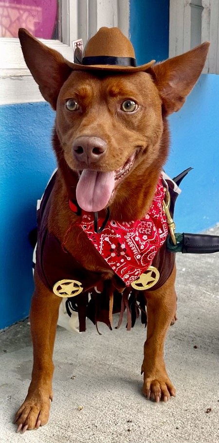 Entry image for Cooper. Clicking this image will show a larger photo