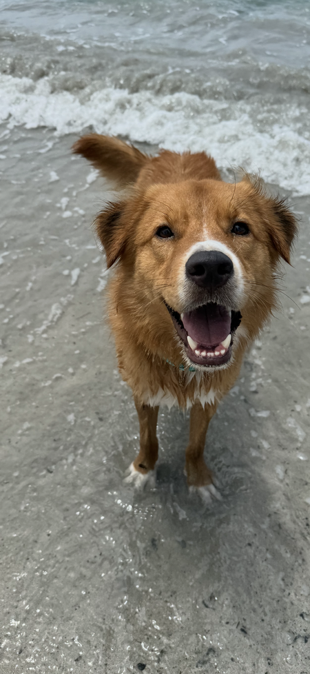 Entry image for Bear. Clicking this image will show a larger photo