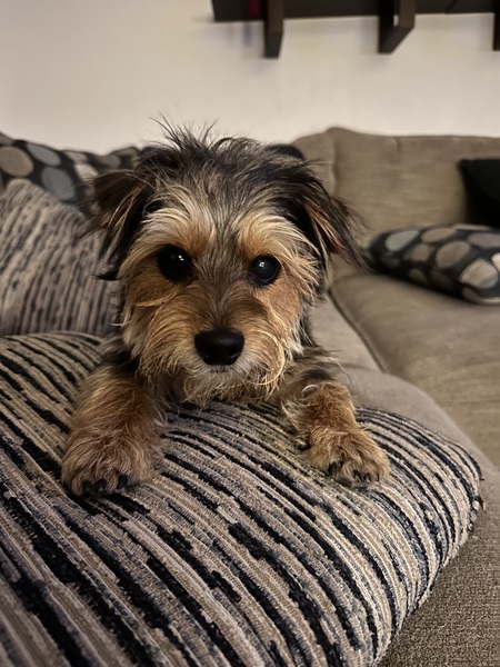 Entry image for Jett. Clicking this image will show a larger photo