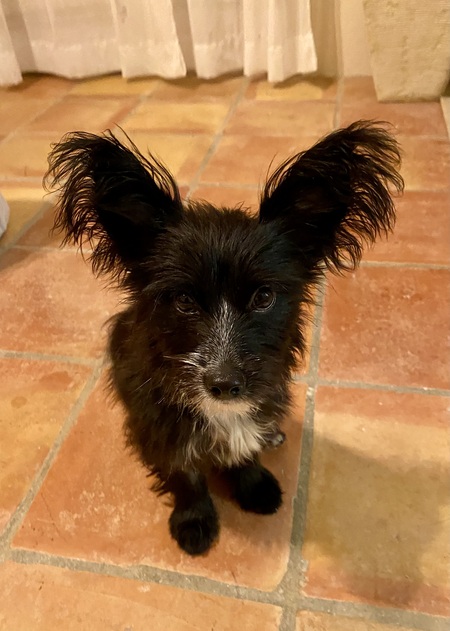 Entry image for Rémy. Clicking this image will show a larger photo