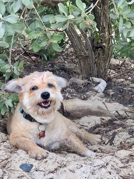 Entry image for Mooshie. Clicking this image will show a larger photo