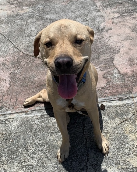 Entry image for Chewie. Clicking this image will show a larger photo