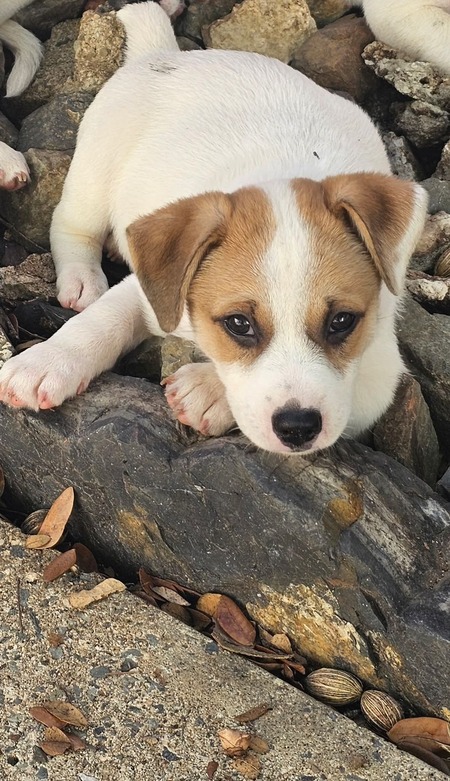 Entry image for Tiger. Clicking this image will show a larger photo