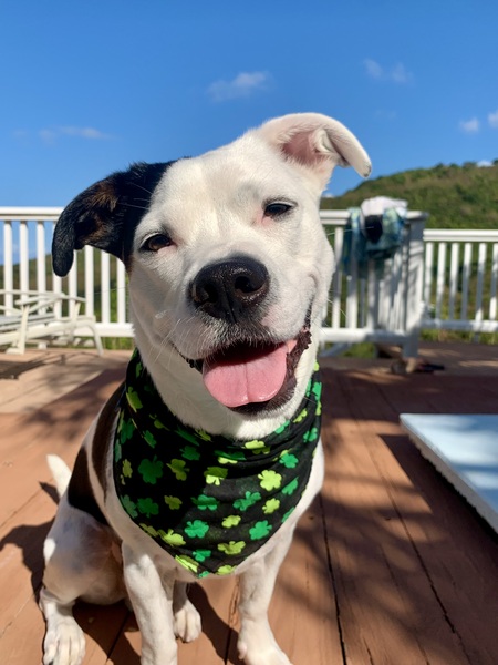 Entry image for Tiki. Clicking this image will show a larger photo