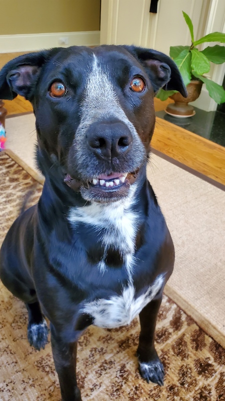 Entry image for Sophie. Clicking this image will show a larger photo