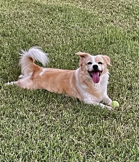 Entry image for Lily. Clicking this image will show a larger photo