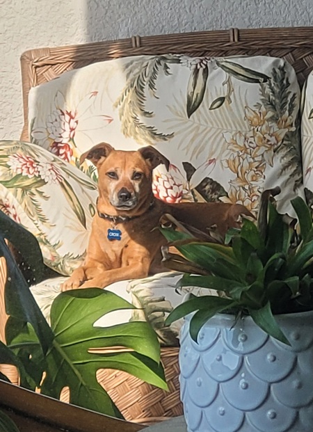 Entry image for Croix. Clicking this image will show a larger photo