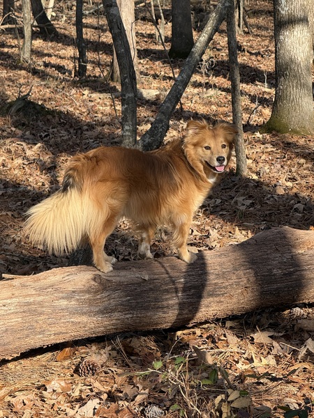 Entry image for Shelby. Clicking this image will show a larger photo