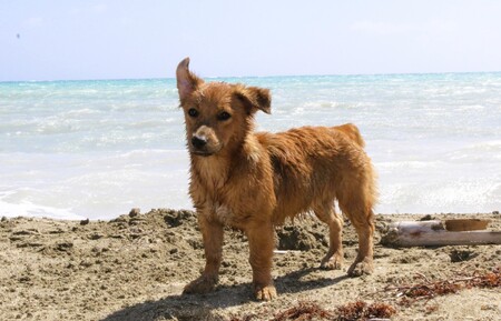 Entry image for Corvette . Clicking this image will show a larger photo