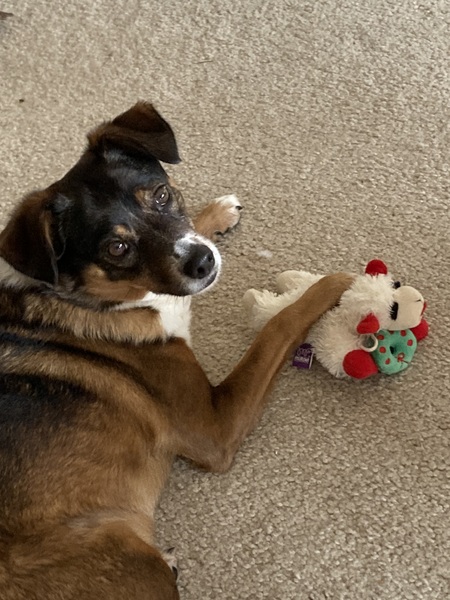 Entry image for Lilly. Clicking this image will show a larger photo