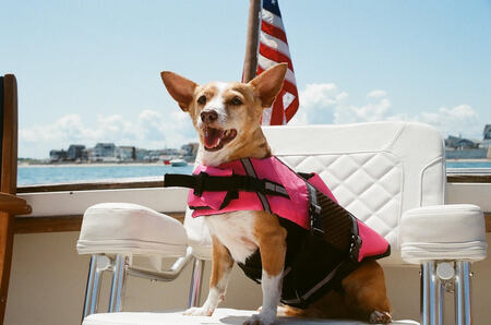 Entry image for Pinky. Clicking this image will show a larger photo