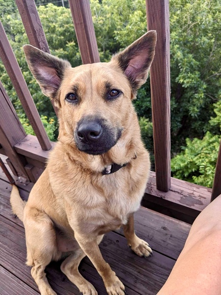 Entry image for Bamboo. Clicking this image will show a larger photo