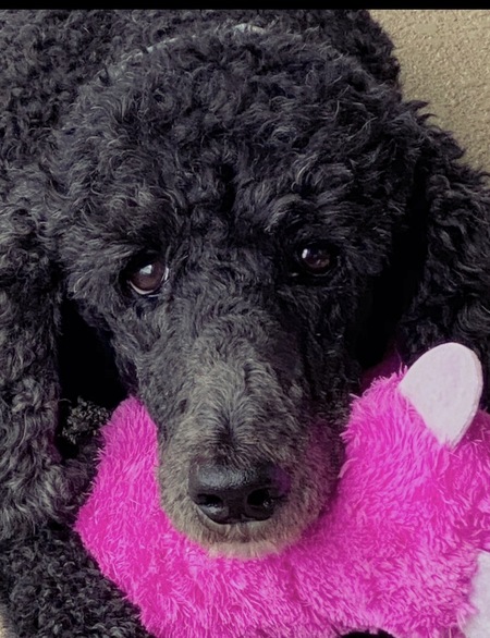 Entry image for Luna. Clicking this image will show a larger photo