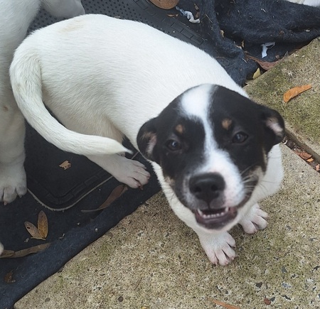 Entry image for Bella. Clicking this image will show a larger photo