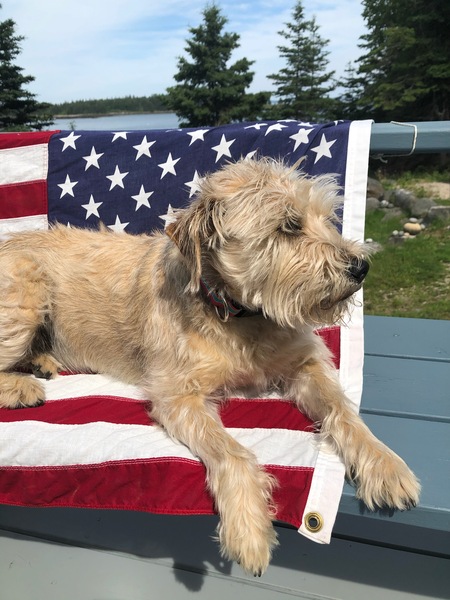 Entry image for Chevi. Clicking this image will show a larger photo