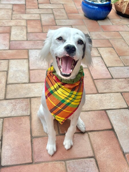 Entry image for Ollie 💙. Clicking this image will show a larger photo