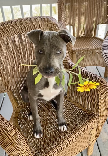 Entry image for Croix. Clicking this image will show a larger photo