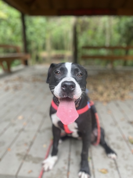 Entry image for Shiloh. Clicking this image will show a larger photo