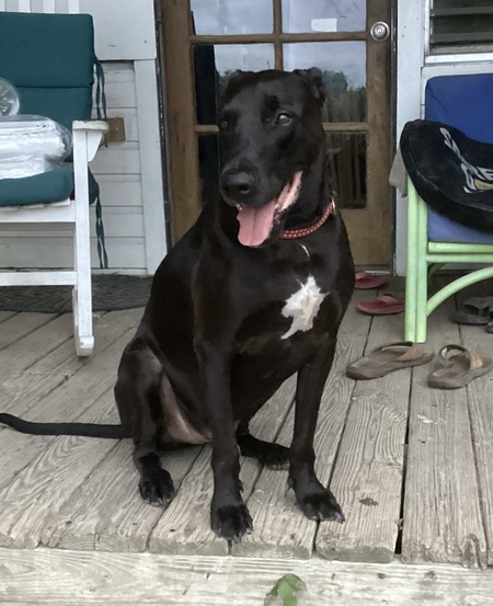 Entry image for Lobo. Clicking this image will show a larger photo