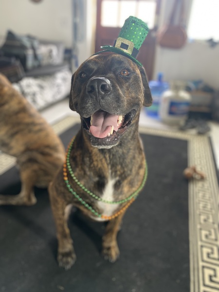 Entry image for Charlie Nubbins. Clicking this image will show a larger photo